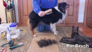 Grooming an Australian Shepherd [upl. by Hedda]