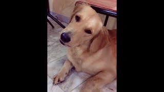 Dogs React to Different Sounds Tiktok Compilation shorts [upl. by Worlock870]