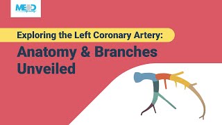 Exploring the Left Coronary Artery Anatomy amp Branches Unveiled [upl. by Aisenet]