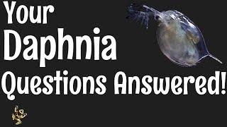 Daphnia Questions Answered [upl. by Pump]