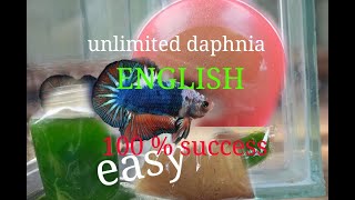 daphnia moina culture Easy way Unlimited production English  with sub Green water Chlorella [upl. by Demmy]