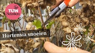 Hortensia snoeien  Tuinseizoen [upl. by Combe]