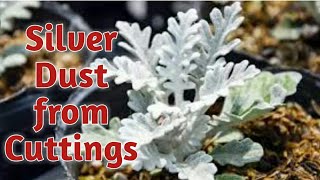 How to grow Silver Dust Dusty Miller  plant from cuttings  SA Gardening [upl. by Schmitz698]