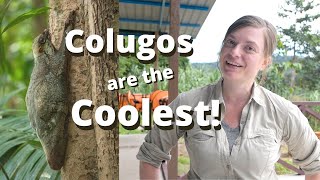 What is a Colugo Spotting One in Borneo [upl. by Francesca]