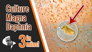 How to culture DAPHNIA MAGNA  The easy way [upl. by Sammons]