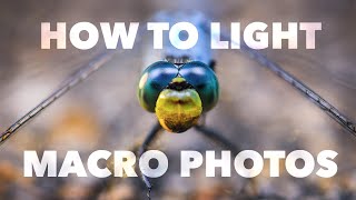 Macro Photography Lighting Tutorial [upl. by Cynthia]