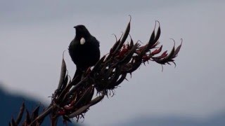 Relaxing 2 hours  of Beautiful Birdsong of New Zealand [upl. by Grados]