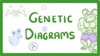 GCSE Biology  Genetic Diagrams 73 [upl. by Savitt]