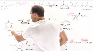 Pyrimidine Synthesis [upl. by Cassie938]