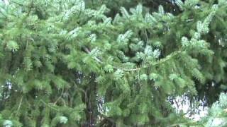 How to ID Picea omorika [upl. by Satsoc18]