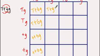 Dihybrid Punnett Square [upl. by Anet620]