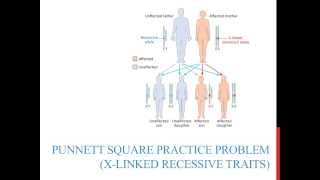 Punnett square practice problems Xlinked recessive [upl. by Lebasile]