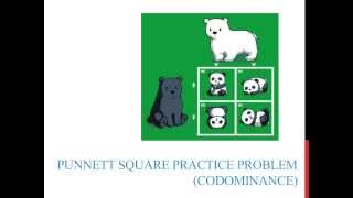 Punnett square practice problems codominance [upl. by Alecia]