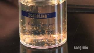 How to Care for Daphnia [upl. by Jefferson967]