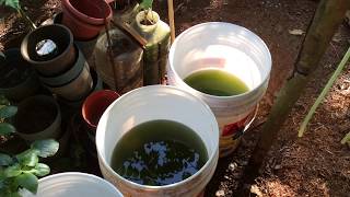 How to grow Green Water Algae [upl. by Eanahc43]