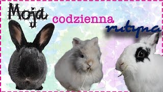 KRÓLIKI  moja codzienna rutyna 🐰 [upl. by Gaither368]