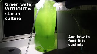 Green Water WITHOUT a Starter Culture  From Scratch  How To [upl. by Mapel]