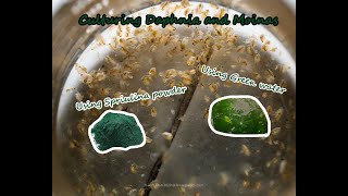 How To Culture Daphnia and Moinas using Green Water Spirulina powder [upl. by Dlanger292]