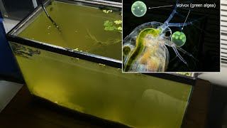 Raising Daphnia for the Freshwater Aquarium [upl. by Arymat]