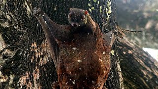 Colugos or Flying Lemurs amp Windsor Nature Park Singapore Nature 2020 [upl. by Hama]