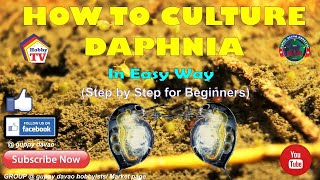 HOW TO CULTURE DAPHNIA In Easy Way [upl. by Ailema]