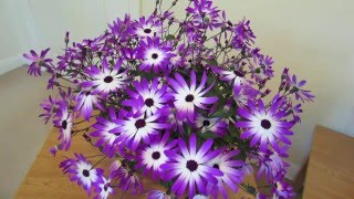 Senetti Care [upl. by Nere]